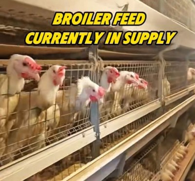 L’alimentation de broyeur actuellement en stock