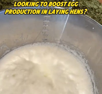 Voulez-vous augmenter la production d'œufs dans les poules d'élevage?